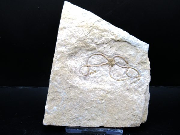 Genuine Jurassic Age Sinosura Brittle Star (Solnhofen) Fossils for Sale from Germany #14