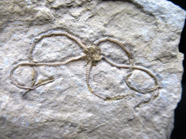 Genuine Jurassic Age Sinosura Brittle Star (Solnhofen) Fossils for Sale from Germany #14a