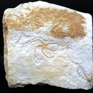 Genuine Jurassic Age Sinosura Brittle Star (Solnhofen) Fossils for Sale from Germany #15