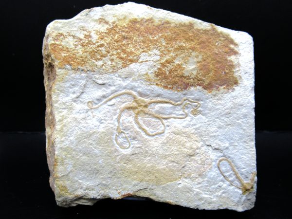 Genuine Jurassic Age Sinosura Brittle Star (Solnhofen) Fossils for Sale from Germany #15