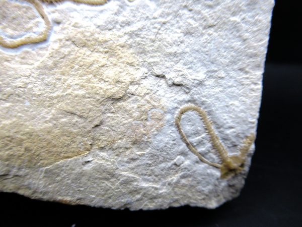 Genuine Jurassic Age Sinosura Brittle Star (Solnhofen) Fossils for Sale from Germany #15b