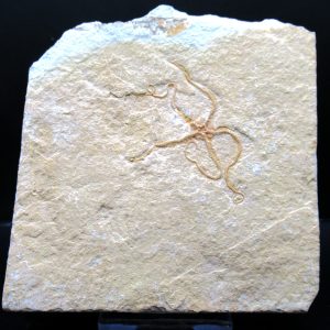 Genuine Jurassic Age Sinosura Brittle Star (Solnhofen) Fossils for Sale from Germany #16