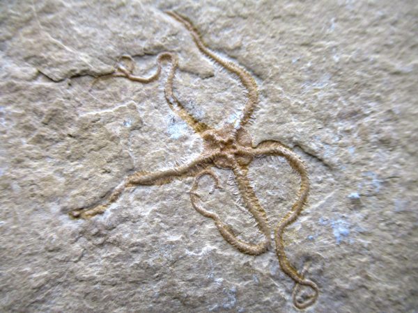 Genuine Jurassic Age Sinosura Brittle Star (Solnhofen) Fossils for Sale from Germany #16a