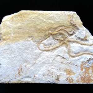 Genuine Jurassic Age Sinosura Brittle Star (Solnhofen) Fossils for Sale from Germany #17