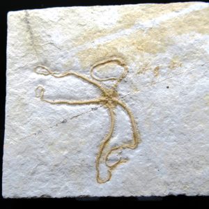 Genuine Jurassic Age Sinosura Brittle Star (Solnhofen) Fossils for Sale from Germany #18