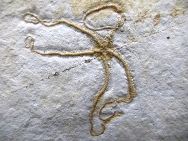 Genuine Jurassic Age Sinosura Brittle Star (Solnhofen) Fossils for Sale from Germany #18a