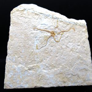 Genuine Jurassic Age Sinosura Brittle Star (Solnhofen) Fossils for Sale from Germany #19