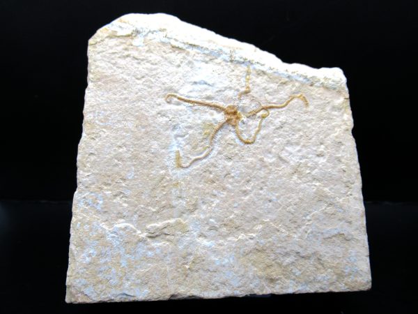 Genuine Jurassic Age Sinosura Brittle Star (Solnhofen) Fossils for Sale from Germany #19