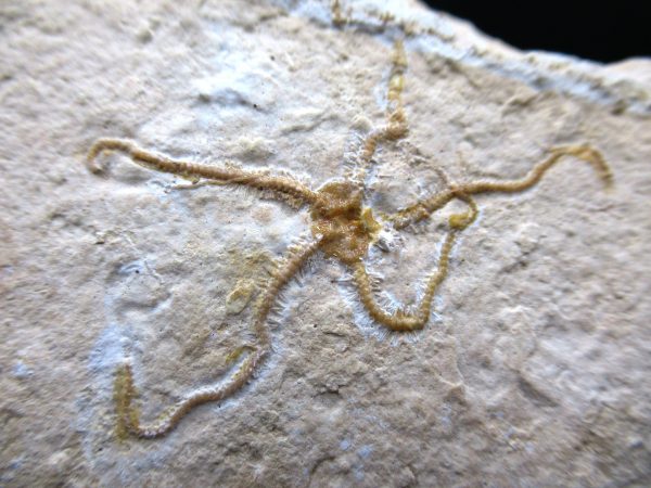 Genuine Jurassic Age Sinosura Brittle Star (Solnhofen) Fossils for Sale from Germany #19a