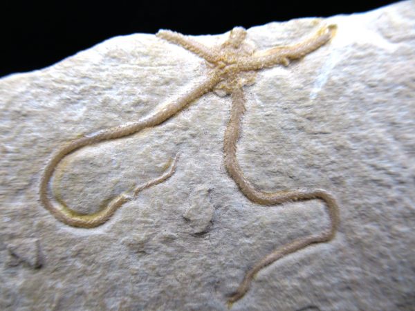 Genuine Jurassic Age Sinosura Brittle Star (Solnhofen) Fossils for Sale from Germany #1a