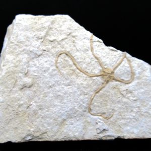 Genuine Jurassic Age Sinosura Brittle Star (Solnhofen) Fossils for Sale from Germany #2