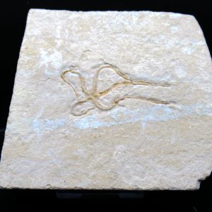 Genuine Jurassic Age Sinosura Brittle Star (Solnhofen) Fossils for Sale from Germany #20