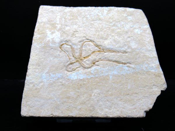 Genuine Jurassic Age Sinosura Brittle Star (Solnhofen) Fossils for Sale from Germany #20