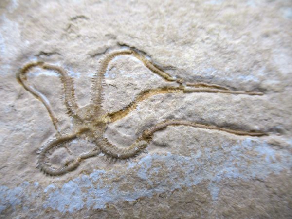 Genuine Jurassic Age Sinosura Brittle Star (Solnhofen) Fossils for Sale from Germany #20a