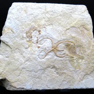 Genuine Jurassic Age Sinosura Brittle Star (Solnhofen) Fossils for Sale from Germany #21