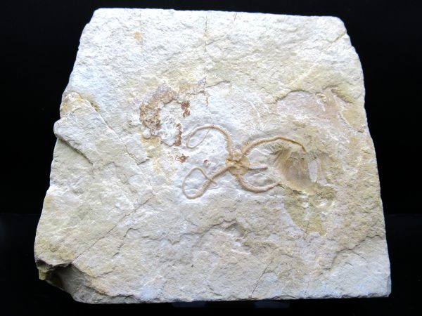 Genuine Jurassic Age Sinosura Brittle Star (Solnhofen) Fossils for Sale from Germany #21