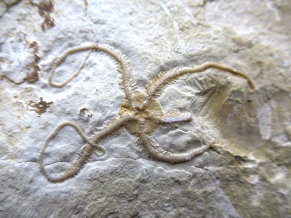 Genuine Jurassic Age Sinosura Brittle Star (Solnhofen) Fossils for Sale from Germany #21a