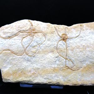 Genuine Jurassic Age Sinosura Brittle Star (Solnhofen) Fossils for Sale from Germany #22