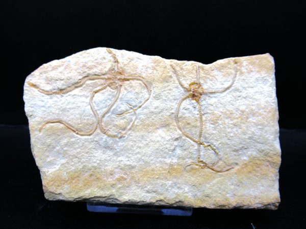 Genuine Jurassic Age Sinosura Brittle Star (Solnhofen) Fossils for Sale from Germany #22