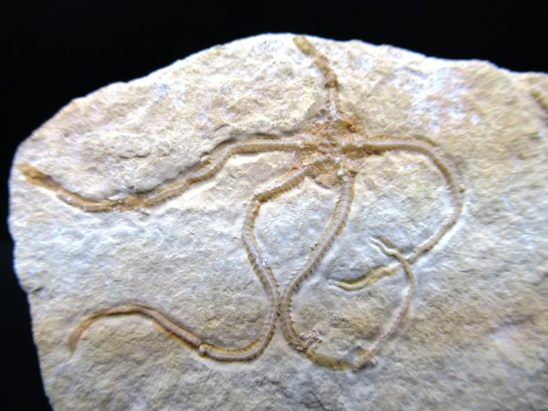 Genuine Jurassic Age Sinosura Brittle Star (Solnhofen) Fossils for Sale from Germany #22a