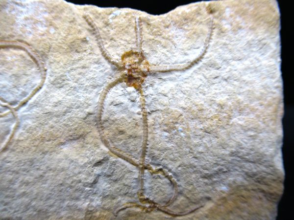 Genuine Jurassic Age Sinosura Brittle Star (Solnhofen) Fossils for Sale from Germany #22b