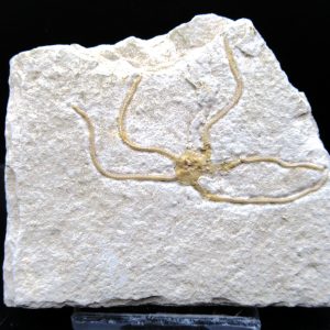 Genuine Jurassic Age Sinosura Brittle Star (Solnhofen) Fossils for Sale from Germany #23