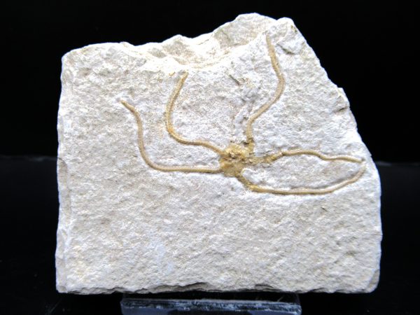 Genuine Jurassic Age Sinosura Brittle Star (Solnhofen) Fossils for Sale from Germany #23