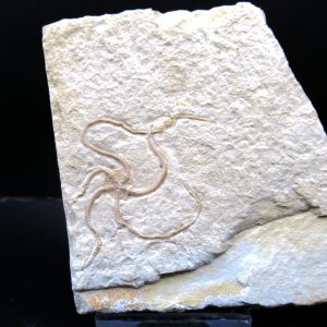 Genuine Jurassic Age Sinosura Brittle Star (Solnhofen) Fossils for Sale from Germany #24