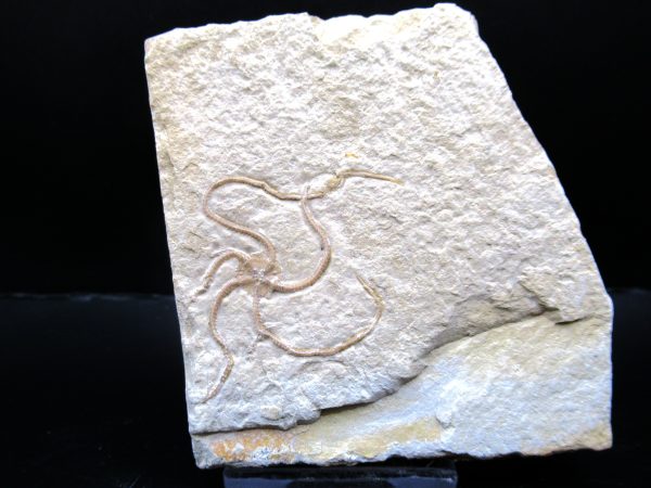 Genuine Jurassic Age Sinosura Brittle Star (Solnhofen) Fossils for Sale from Germany #24