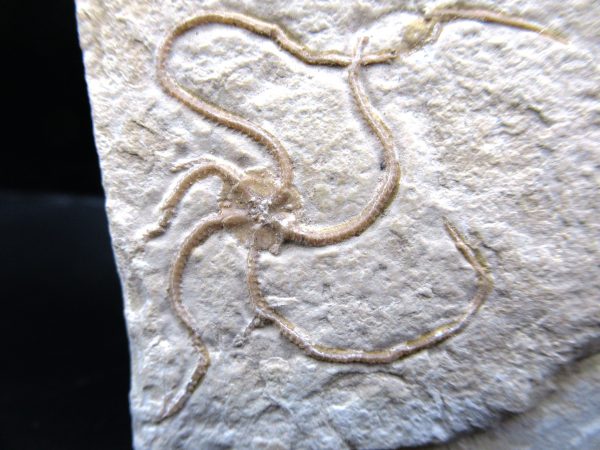 Genuine Jurassic Age Sinosura Brittle Star (Solnhofen) Fossils for Sale from Germany #24a