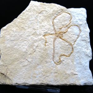 Genuine Jurassic Age Sinosura Brittle Star (Solnhofen) Fossils for Sale from Germany #25