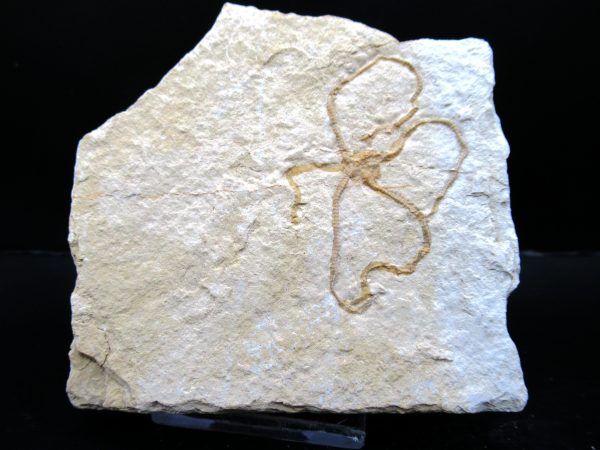 Genuine Jurassic Age Sinosura Brittle Star (Solnhofen) Fossils for Sale from Germany #25