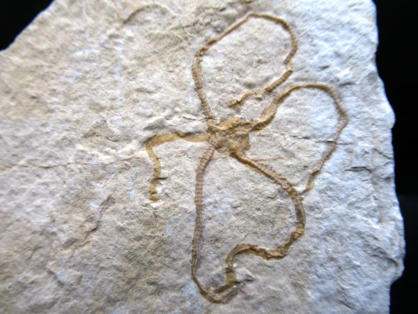 Genuine Jurassic Age Sinosura Brittle Star (Solnhofen) Fossils for Sale from Germany #25a