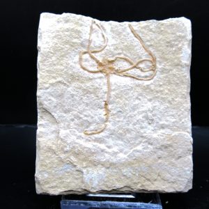 Genuine Jurassic Age Sinosura Brittle Star (Solnhofen) Fossils for Sale from Germany #26