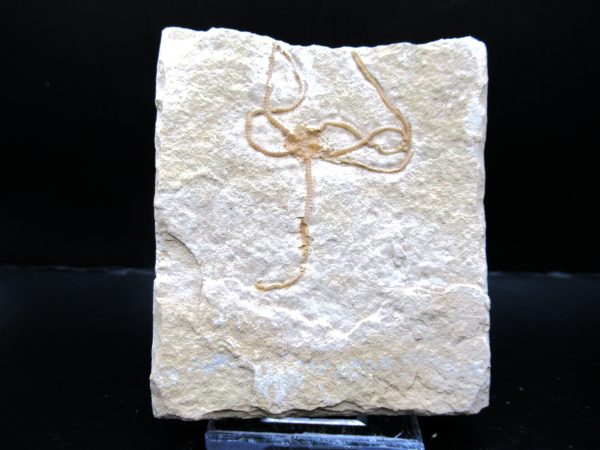 Genuine Jurassic Age Sinosura Brittle Star (Solnhofen) Fossils for Sale from Germany #26