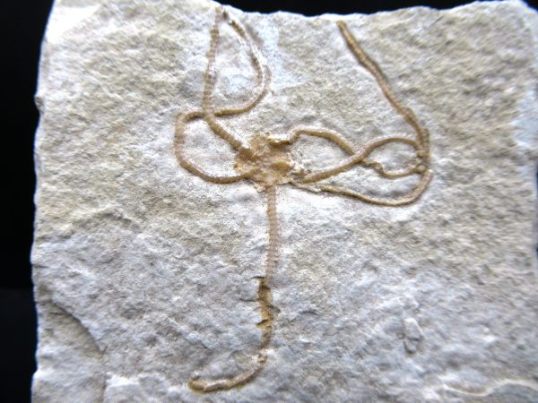 Genuine Jurassic Age Sinosura Brittle Star (Solnhofen) Fossils for Sale from Germany #26a