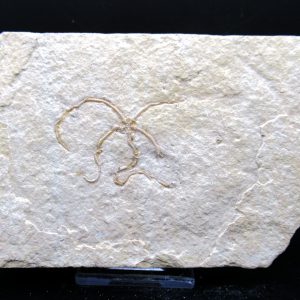 Genuine Jurassic Age Sinosura Brittle Star (Solnhofen) Fossils for Sale from Germany #27