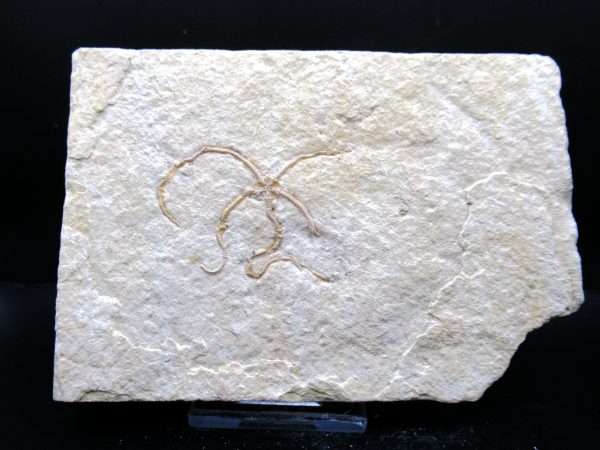 Genuine Jurassic Age Sinosura Brittle Star (Solnhofen) Fossils for Sale from Germany #27