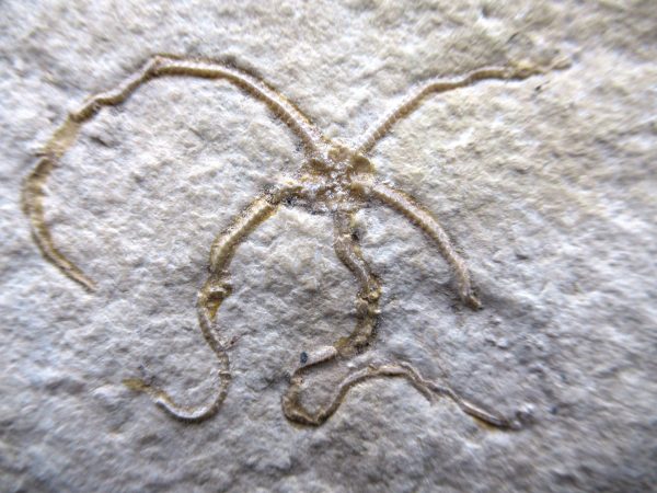 Genuine Jurassic Age Sinosura Brittle Star (Solnhofen) Fossils for Sale from Germany #27a