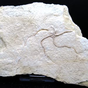 Genuine Jurassic Age Sinosura Brittle Star (Solnhofen) Fossils for Sale from Germany #28