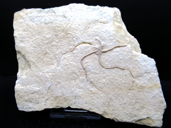 Genuine Jurassic Age Sinosura Brittle Star (Solnhofen) Fossils for Sale from Germany #28