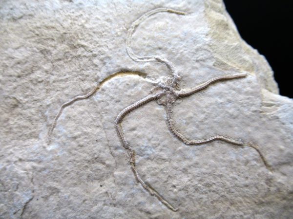 Genuine Jurassic Age Sinosura Brittle Star (Solnhofen) Fossils for Sale from Germany #28a