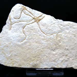 Genuine Jurassic Age Sinosura Brittle Star (Solnhofen) Fossils for Sale from Germany #29