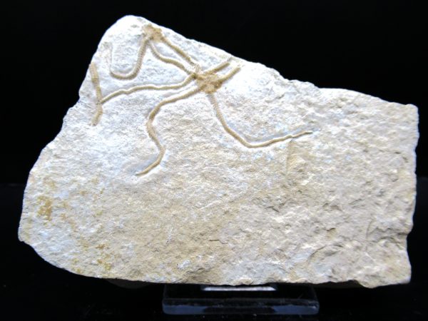 Genuine Jurassic Age Sinosura Brittle Star (Solnhofen) Fossils for Sale from Germany #29