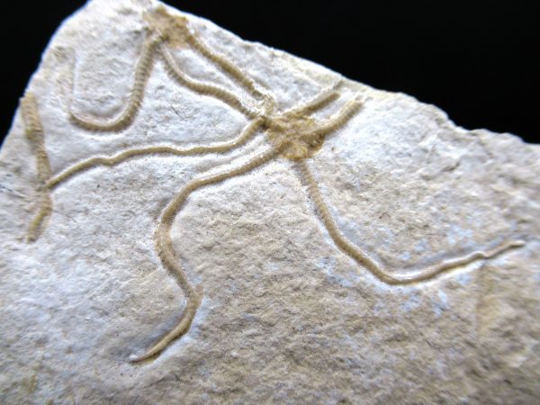 Genuine Jurassic Age Sinosura Brittle Star (Solnhofen) Fossils for Sale from Germany #29a