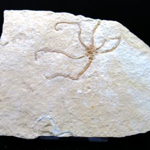 Genuine Jurassic Age Sinosura Brittle Star (Solnhofen) Fossils for Sale from Germany #3