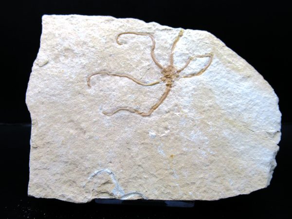 Genuine Jurassic Age Sinosura Brittle Star (Solnhofen) Fossils for Sale from Germany #3