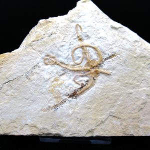 Genuine Jurassic Age Sinosura Brittle Star (Solnhofen) Fossils for Sale from Germany #30