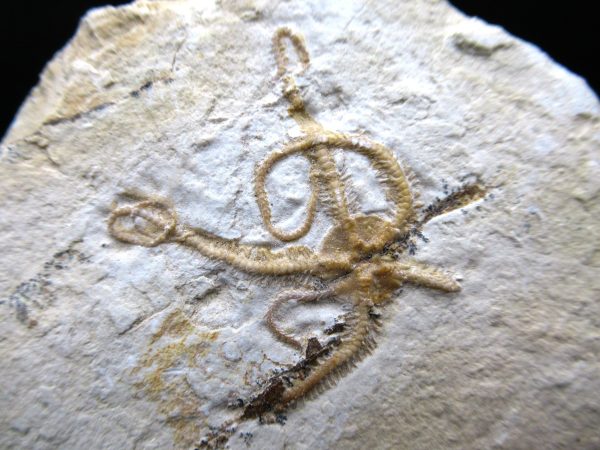 Genuine Jurassic Age Sinosura Brittle Star (Solnhofen) Fossils for Sale from Germany #30a