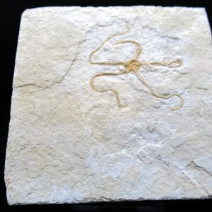 Genuine Jurassic Age Sinosura Brittle Star (Solnhofen) Fossils for Sale from Germany #31